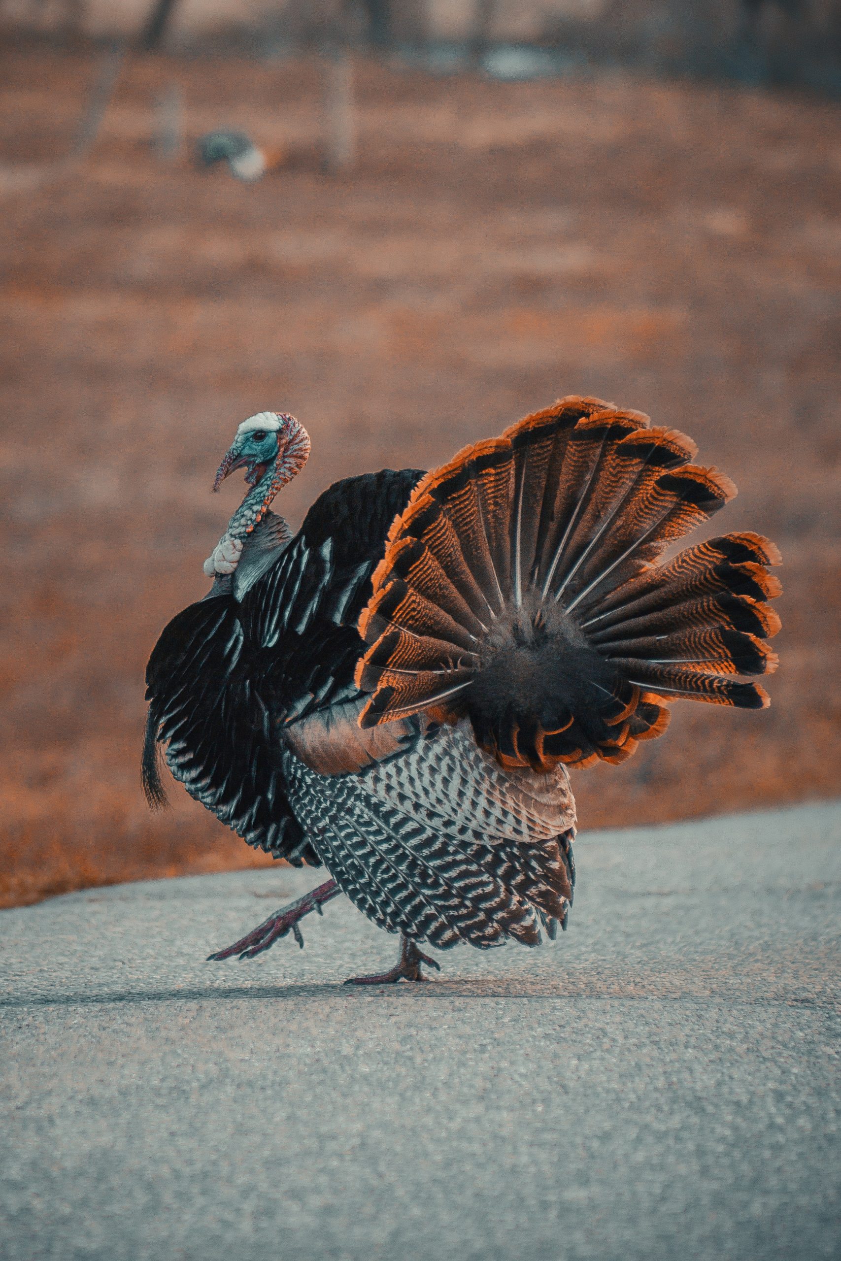 Thanksgiving – Veterans Office CLOSED